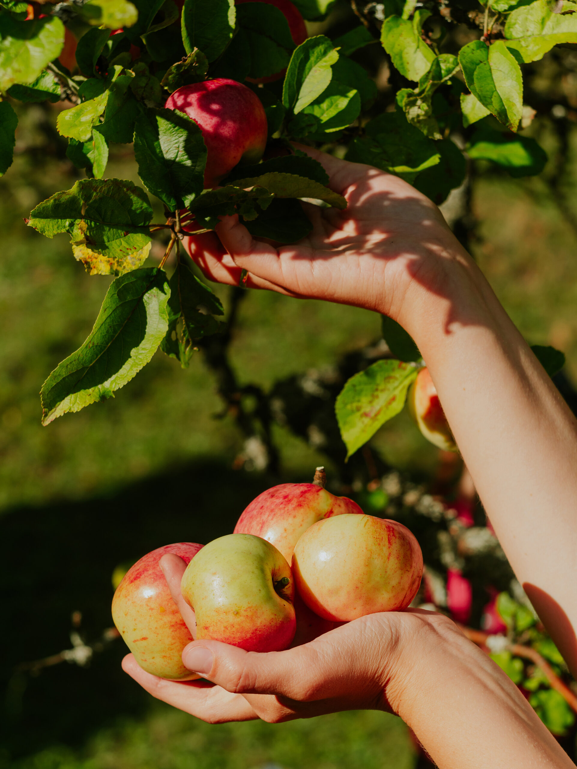 personne-cueillant pommes-sur-une-branche-format-portrait