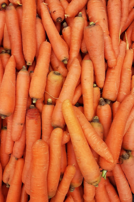 carottes des sables