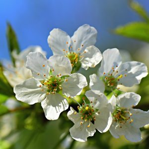 apple blossom, flower, flower wallpaper